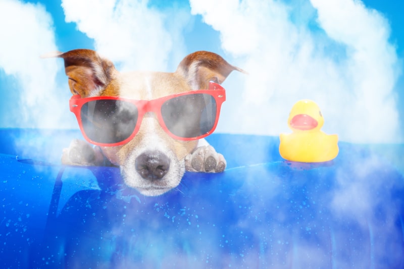 Dog with sunglasses on inner tube under misting system with rubber duck